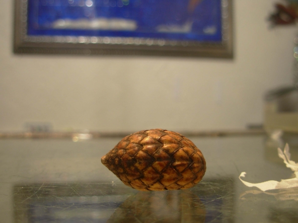 Creation of Nut VS Pine Cone: Step 2